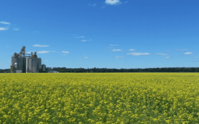 Marketing canola is simple, but it isn’t easy!