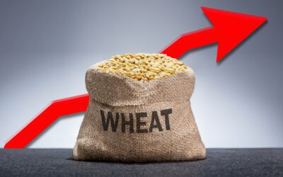 3 Key Elements Every Farmer Needs to Know to Obtain Higher Wheat Prices